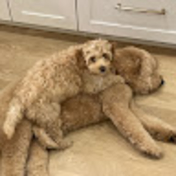 Meet your Posher, Lindsey - Picture 1 of 1